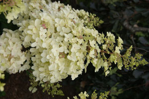 Bild von Hydrangea